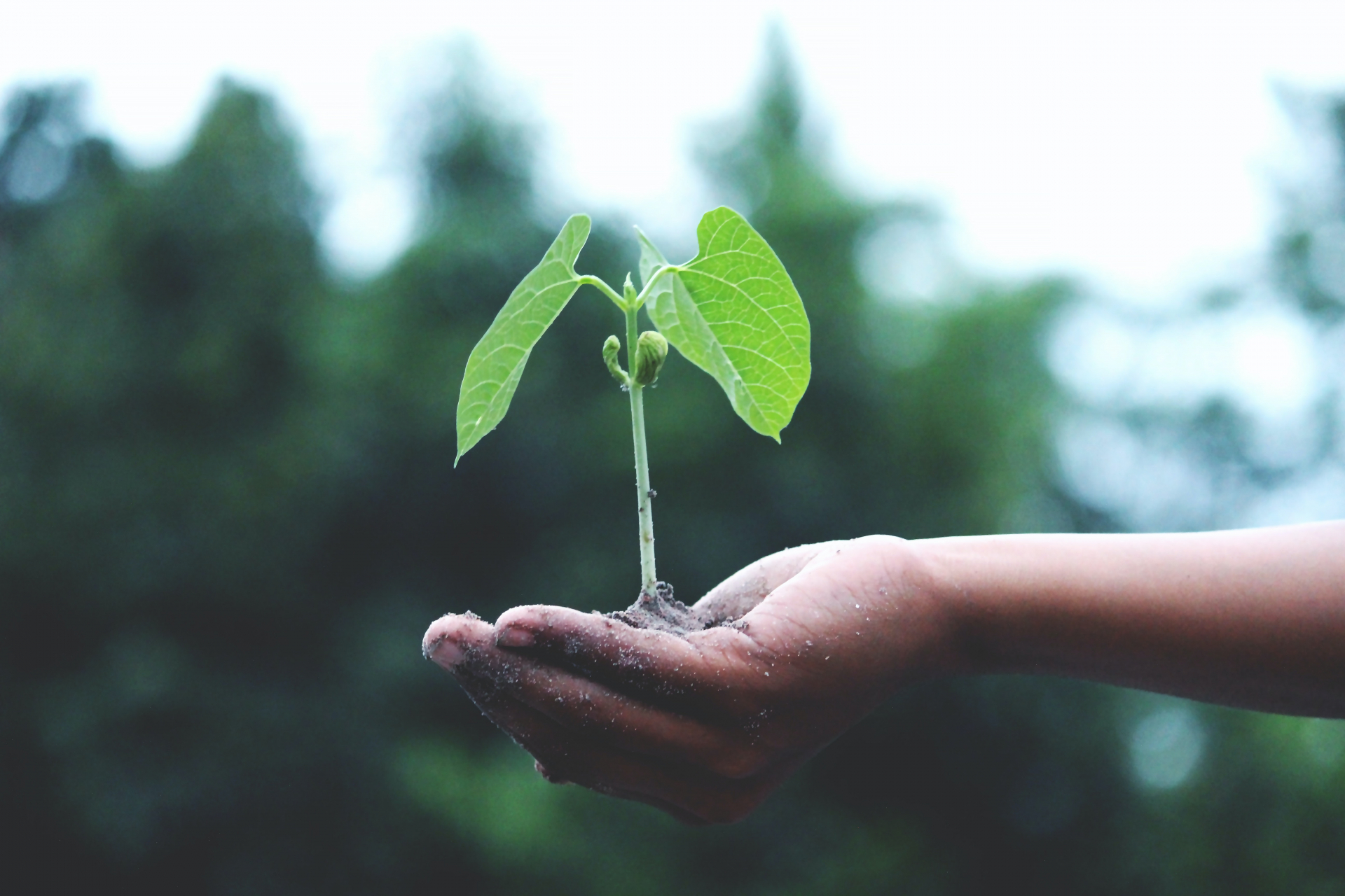 De essentie van natuur is groei en verandering - en jij bent natuur